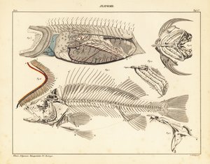 Fiskeanatomi som viser skjelett, gjeller, etc., 1841 (litografi) av Unbekannter Künstler