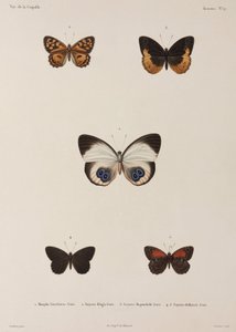 Fünf Schmetterlinge, Neuguinea von Unbekannt