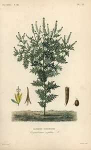 Flixweed, urte-Sophia eller refansennep, Descuraina sophia, Sisymbrium sophia, Sisybre parviflore av Unbekannt