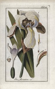 Florentinsk iris eller Firenze iris (Iris florentina). Litografi fra “Afbeelding der Artseny-Gewassen” av Johannes Zorn (1739-1799), Nederland av Unbekannter Künstler