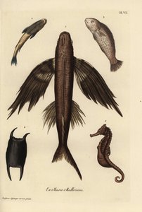 Flygefisk, Exocoetus volitans 1, sugefisk, Remora remora 2, barramundi, Lates calcarifer 3, skala 4, sjøhest, Hippocampus-art 5. Håndkolorert kobberstikk etter en illustrasjon av Christian Leinberger fra Georg Wolfgang Knorrs Deliciae  av Unbekannter Künstler