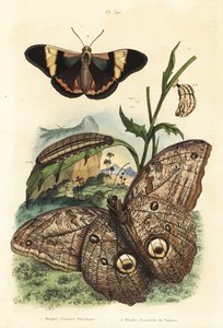 Skogkjempeuglesommerfugl, Caligo eurilochus 1 og Brassolis sophorae sommerfugl, puppe og larve 2 av Unbekannt