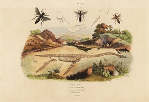 Fossilt skjelett av en utdødd plesiosaurus 4, og veps, Plesia art 1-3 av Unbekannt