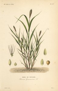 Revehalehirse eller italiensk hirse, Setaria italica, Panicum germanicum, Moha de Hongrie av Unbekannt