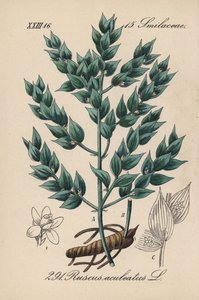 Fragon falsk kristtorn eller liten kristtorn - Slakterkost, Ruscus aculeatus. Håndkolorert litografi fra Diederich von Schlechtendals German Flora (Flora of Germany), Jena av Unbekannter Künstler