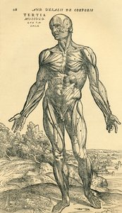 Foran den mannlige menneskekroppen, en anatomisk studie opprinnelig publisert i De Humani Corporis Fabrica Libri Septem (om stoffet til menneskekroppen i syv bøker) av Andreas Vesalius, utgitt Basel av Unknown