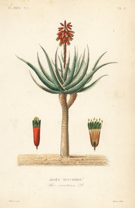 Fynbos aloe, Aloe succotrina, Aloe succotrina av Unbekannt