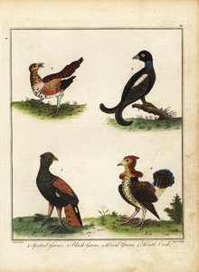 Viltfugl: flekket rype, orrfugl, skogrype, lynghei 1792 (gravering) av Unbekannter Künstler