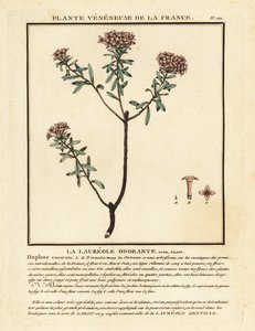 Kransblomst, Daphne cneorum. av Unbekannter Künstler