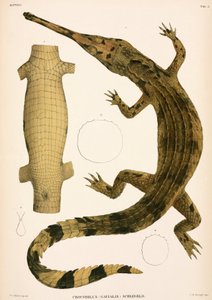 Gharial, Indonesia av Unbekannter Künstler