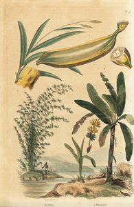 Gigantisk tornet bambusplante, Bambusa bambos (Bambos arundinacea) og banantre med frukt og tverrsnitt, Musa paradisiaca av Unbekannt
