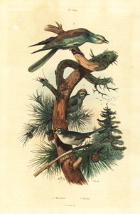 Goldcrests, Regulus regulus og Europeisk rulle, Coracias garrulus av Unbekannt