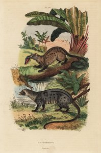 Gullpalmesivet, Paradoxurus zeylonensis 1 og asiatisk palmesivet, Paradoxurus hermaphroditus 2 av Unbekannt