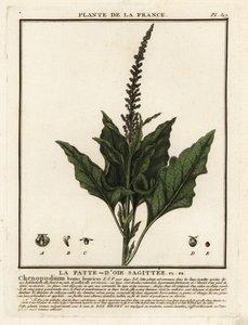 God-konge-Henry, Chenopodium bonus-henricus. av Unbekannter Künstler