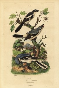 Gråskrike, Lanius excubitor, grårygget fiskal, Lanius excubitoroides, og fiskal tomper, Lanius collaris Pie Grieche kommune, nordlige fiskal av Unbekannt