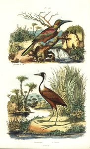 Flott jacamar, Jacamerops aureus, og nordlig jacana, Jacana spinosa av Unbekannt