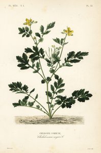 Svalortørke, Chelidonium majus, Chelidoine av Unbekannt