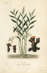 Større galangal eller thailandsk galangal, Alpinia galanga, Galanga av Unbekannt