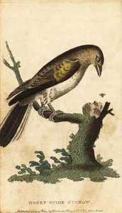 Større honningguide, indikatorindikator. ,1800 (gravering) av Unbekannter Künstler