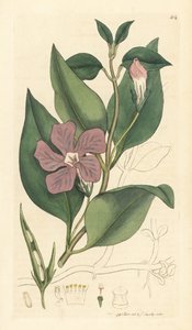 Stor strandsnegl, Vinca major (stor strandsnegl). Håndkolorert kobberstikk etter en tegning av James Sowerby for James Smiths English Botany. av Unbekannter Künstler