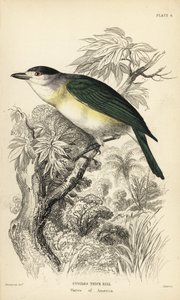 Grønnrygget becard, Pachyramphus viridis (Cuviers nebb, Pachyrhynchus cuvierii). Håndkolorert stålgravering av William Lizars etter en illustrasjon av William Swainson fra Sir William Jardines naturalistbibliotek: Ornitologi: Fluesnappere, Edin av Unbekannter Künstler