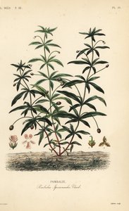 Grønnfiolett eller pukkelblomst, Hybanthus calceolaria, Pombalia ipecacuanha, Pombali av Unbekannt