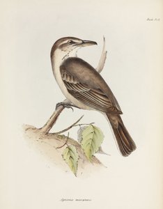 Gråbuket skurk-tyrann, c 1832-1836 av Unbekannt