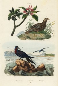 Gråvinget francolin, Scleroptila afra 2, stor fregattfugl, Fregata minor 3, og rød frangipani, Plumeria rubra 1 av Unbekannt