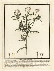 Groundsel, Senecio vulgaris. av Unbekannter Künstler