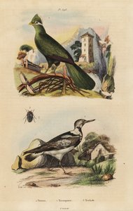 Guinea turco, Tauraco-ledd og eurasisk wryneck, Jynx torquilla av Unbekannt