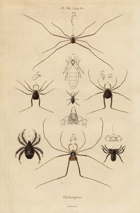 Høstmenn, hogstmaskiner eller langbein far, Opiliones-arter av Unbekannt