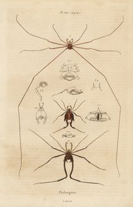 Høstmenn, hogstmaskiner eller langbein far, Opiliones-arter av Unbekannt