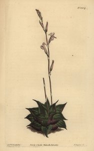 Haworthia mirabilis (Rough-leaved pute aloe, Aloe mirabilis) av Unbekannt