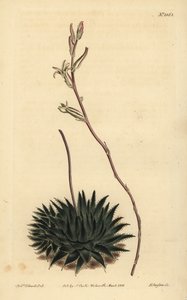 Haworthia pumila eller Tulista pumila (mørkbladet edderkoppaloe, Aloe arachnoides pumila) av Unbekannt