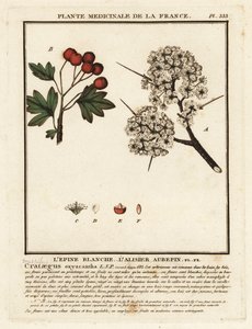 Hagtorn, Crataegus rhipidophylla av Unbekannter Künstler