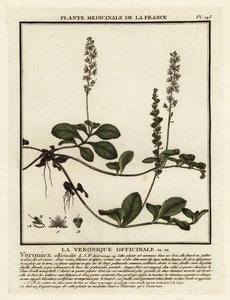 Heath speedwell, Veronica officinalis. av Unbekannter Künstler