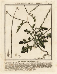 Hekksennep, Sisymbrium officinale. av Unbekannter Künstler