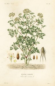 Hemlock vanndråpeurt, Oenanthe crocata, Oenanthe safranee av Unbekannt