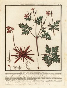 Urt-Robert, Geranium robertianum. av Unbekannter Künstler