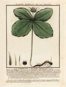 Urt-paris, Paris quadrifolia. av Unbekannter Künstler