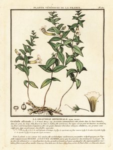 Nådens urt, Gratiola officinalis. av Unbekannter Künstler
