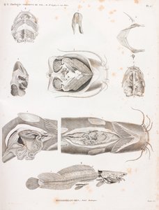 Heterobranches, anatomiske detaljer av Unbekannt