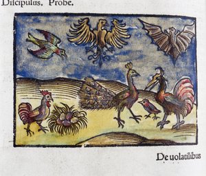 Naturhistorie, zoologi fra 1500-tallet: fugler og flaggermus av Unbekannt