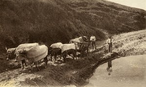 Okser dekket med baskiske stoffer, tidlig på 1900-tallet (s/hvitt-bilde) av David Mosé