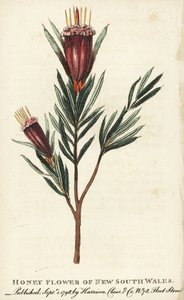 Honningblomst fra New South Wales, Australia. Håndkolorert kobberstikk fra «The Naturalist#39;s Pocket Magazine», Harrison, London. av Unbekannter Künstler