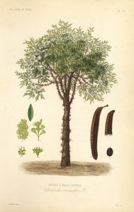Honninggresshoppe eller tornegresshoppe, Gleditsia triacanthos, Gleditschia triacanthos, Fevier a trois epines av Unbekannt
