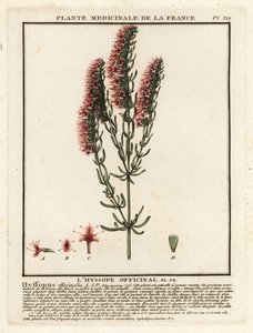 Isop, Hyssopus officinalis. av Unbekannter Künstler