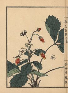 Ichigo eller jordbær, Fragaria-ananas. Håndkolorert tresnitt av Kono Bairei fra Hundre varianter av blomster, Tokyo, Yamada av Unbekannter Künstler