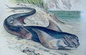 Illustrasjon av en kimær (Hydrolagus colliei) av Unbekannter Künstler