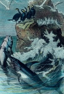 Illustrasjon av en tunfisk av Unbekannter Künstler